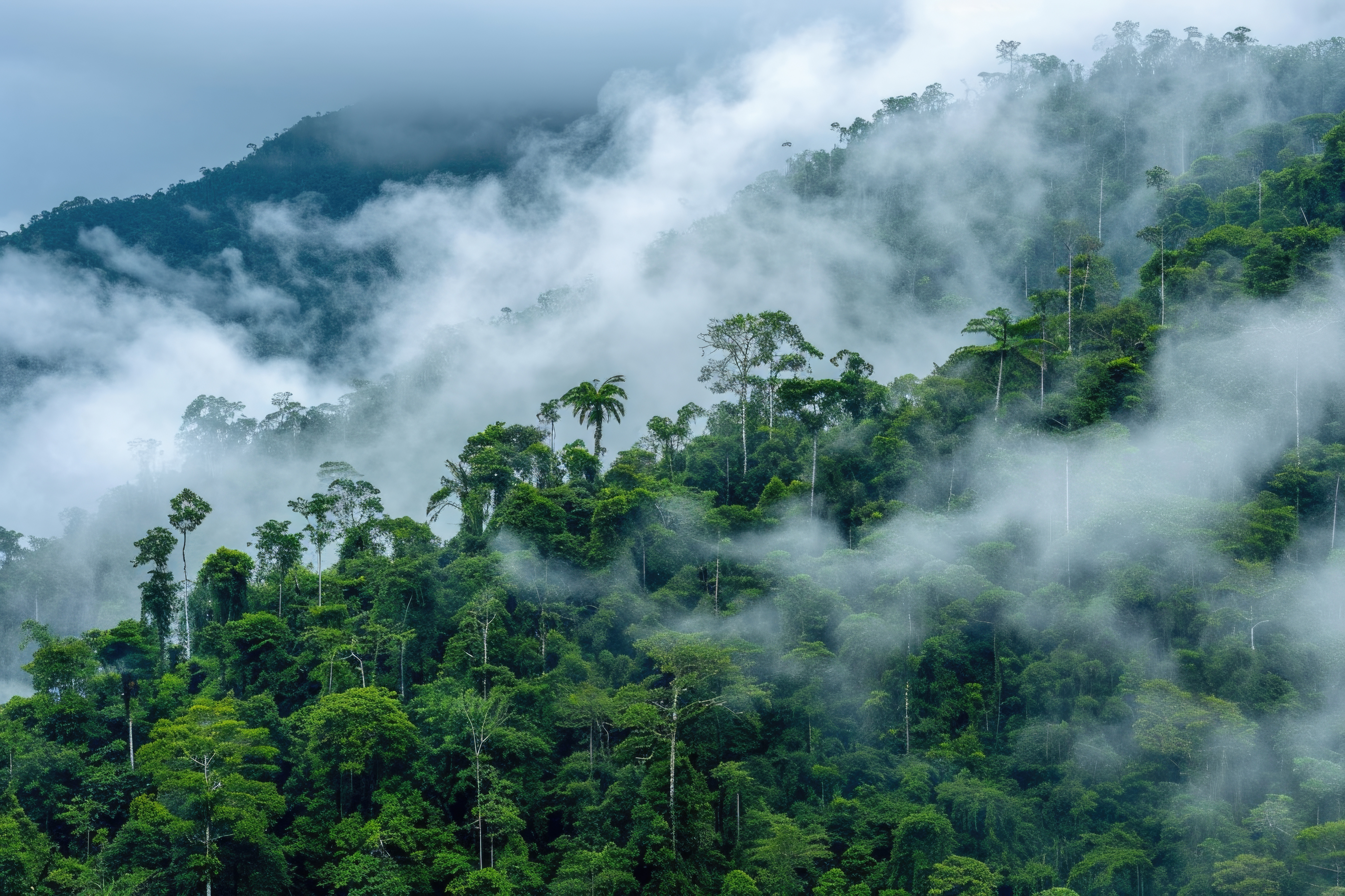Evergreen Rain Forest Stock Photo Capture